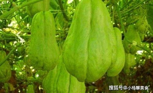 吃佛手瓜会拉黑便吗