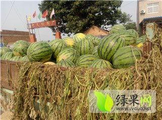 今日大荔瓜价格,瓜香四溢，价格稳中有升