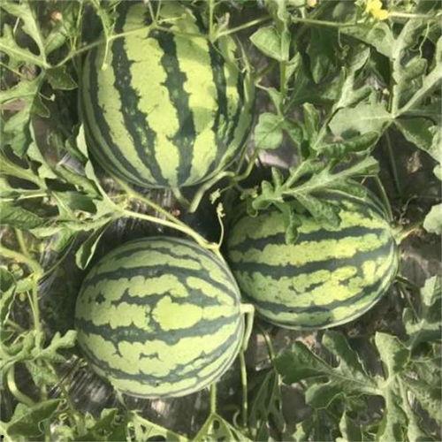 麒麟瓜带黑籽吗怎么吃的