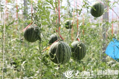 农村吃瓜爆料视频大全,揭秘乡村生活趣味瞬间