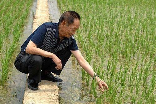 吃瓜爆料袁隆平图片大全,吃瓜群众眼中的农业巨星
