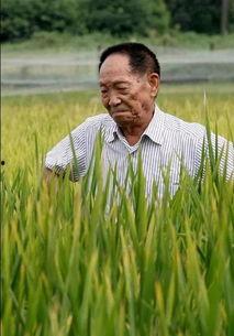 吃瓜爆料袁隆平图片大全,吃瓜群众眼中的农业巨星