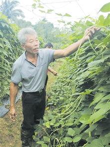 瓜菜今日行情,今日市场动态一览