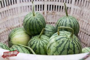 今日小瓜价位,今日行情一览”