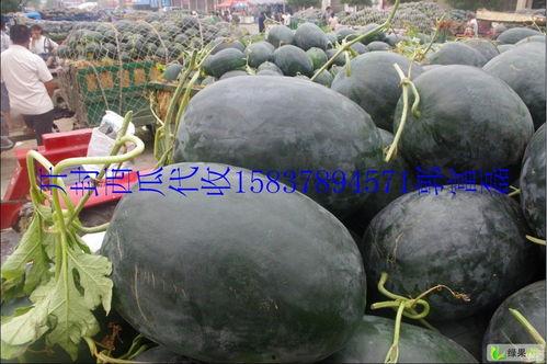 开封瓜今日价格,价格行情一览”