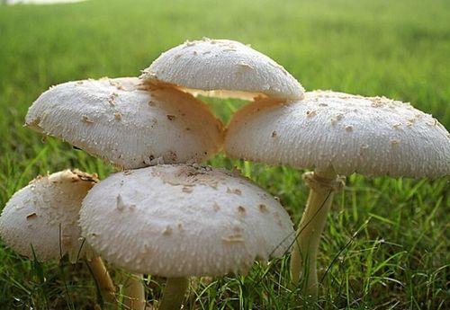 吃瓜网曝揭秘黑料蘑菇入口,蘑菇入口背后的惊人真相