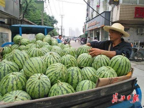 今日份瓜开了