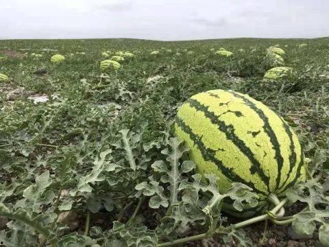 有什么热门瓜吗,揭秘明星幕后故事