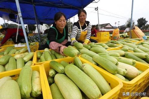 今日寿光瓜菜价,今日价格动态一览”