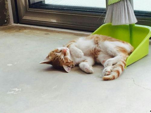 猫瓜今日价格,市场波动下的最新行情解析
