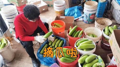 今日玉瓜价格,市场行情一览