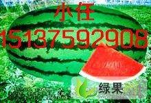 新疆今日瓜价