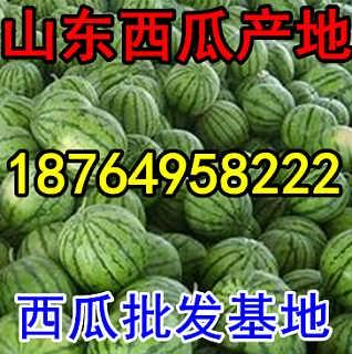 新疆今日瓜价