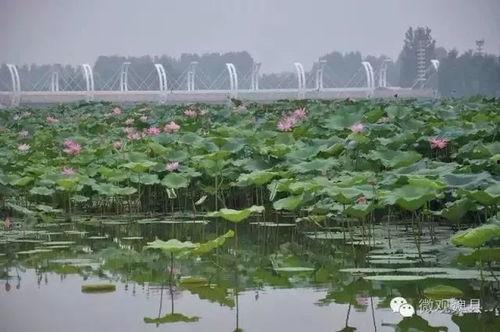 上热门魏县的瓜,探寻热门瓜果的甜蜜奥秘