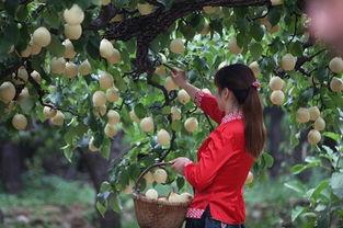 上热门魏县的瓜,探寻热门瓜果的甜蜜奥秘