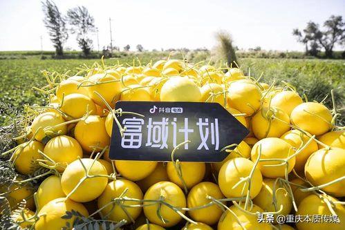 抖音热门葫芦瓜,创意葫芦瓜，解锁夏日美食新风尚