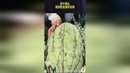 梦中情瓜热门视频,揭秘“梦中情瓜”网络热传背后的故事