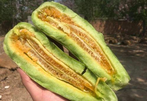 热门羊角瓜种子品种,热门品种盘点与种植技巧解析