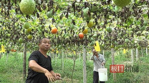 小吊瓜热门视频,揭秘网络爆红背后的秘密