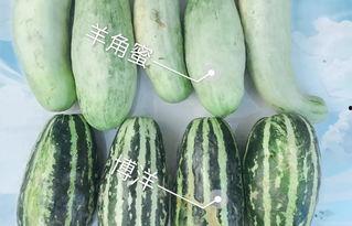 松瓜今日价格,探寻市场波动背后的秘密