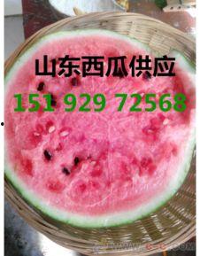 礼品瓜今日行情,今日价格走势一览