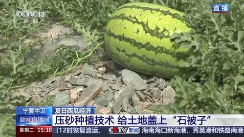 石缝瓜今日价格,探寻市场波动背后的秘密