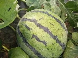 今日瓜萎价格,市场波动下的价格解析