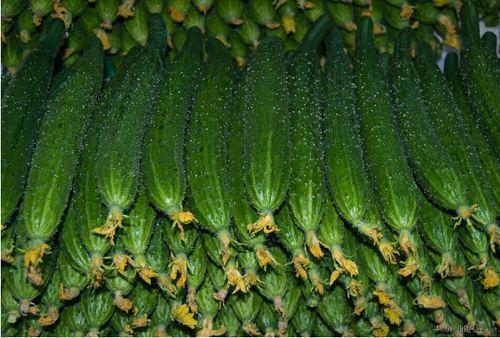 今日瓜萎价格,市场波动下的价格解析