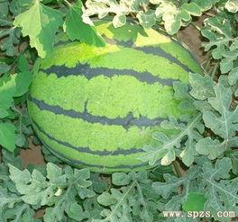 今日瓜萎价格,市场波动下的价格解析