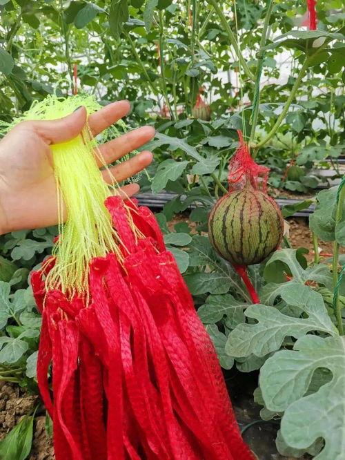 今日大瓜台湾,揭秘幕后真相