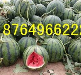 广州今日瓜价,夏日消暑佳品价格波动一览