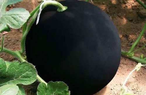 吃的黑西瓜子是什么瓜,探寻神秘黑瓜的传奇故事