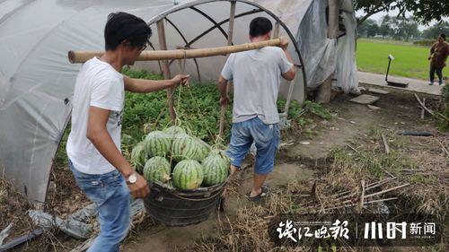 巩义四姑娘吃瓜爆料,揭秘娱乐圈背后的惊人真相