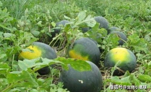 吃自己的瓜也自黑的成语,揭秘“吃瓜群众”的自黑智慧