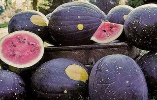 精品吃瓜黑料一区XXXX,一区XXXX背后的惊人真相与吃瓜黑料