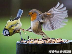 黑守瓜能给鸟吃吗图片视频,鸟类美食的秘密