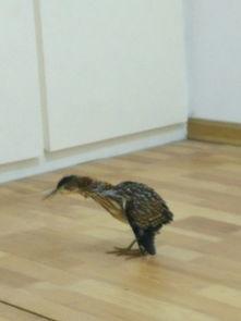 黑守瓜能给鸟吃吗图片视频,鸟类美食的秘密