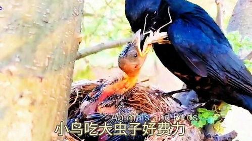 黑守瓜能给鸟吃吗图片视频,鸟类美食的秘密