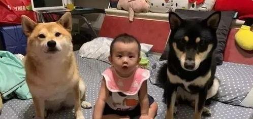 黑柴吃瓜噎着了怎么办,黑柴吃瓜噎着紧急应对指南