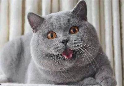 蓝猫可以吃黑瓜吗有毒吗,蓝猫食用黑瓜的安全性探讨