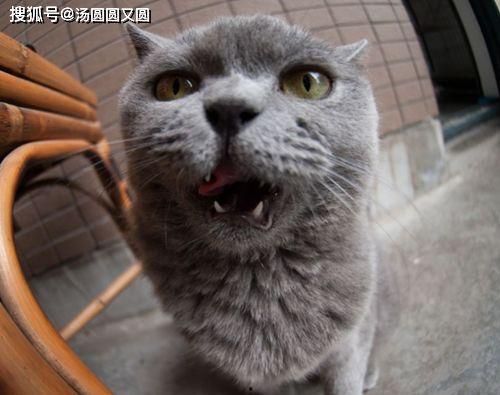 蓝猫可以吃黑瓜吗有毒吗,蓝猫食用黑瓜的安全性探讨