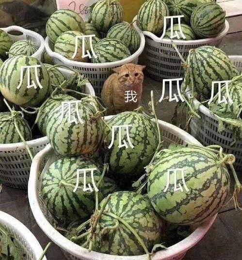 会长吃瓜爆料可靠吗,可信度揭秘