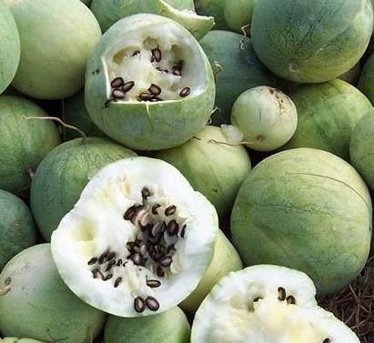 紫瓜里面的黑籽可以吃吗