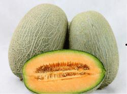 猫吃哈密瓜会拉黑便吗,揭秘黑便之谜