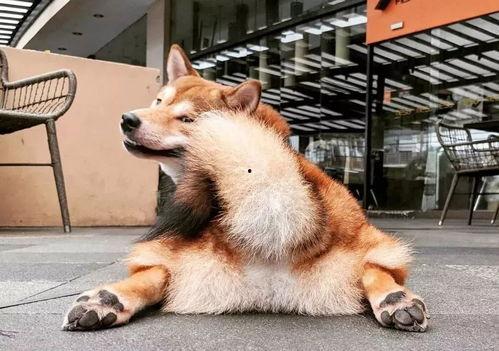 黑柴吃瓜噎着了怎么回事